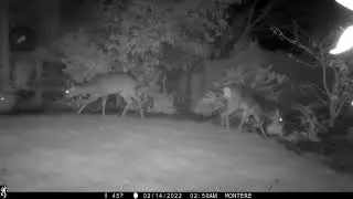 Roe deer in the garden