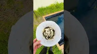 Запускаю карасей в домашний пруд