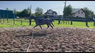 Avira Shael (Adair Shael - Aviva Shael), 2-year-old akhalteke filly