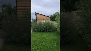 ЛЮБИМАЯ ИВА