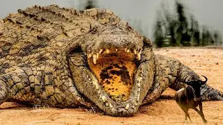 30 Biggest Creatures Ever Caught On Camera