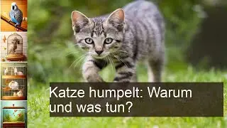 Katze humpelt plötzlich: Was muss ich tun?