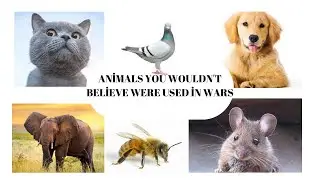 animals you wouldn't believe were used in wars #history #war #animals #ww2 #ww1