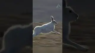 A wolf against a thousand hares.