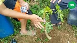 TERNYATA BEGINI CARA MENGATASI PENYAKIT BUSUK BATANG TANAMAN