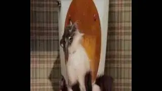 Kackende Katze