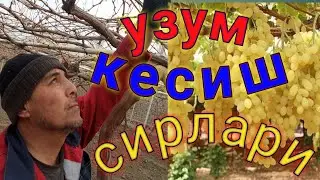Узум зангини бахорда кесиш сирлари