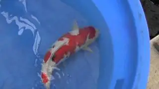 高野　高野三色　3才　61cm　tk005