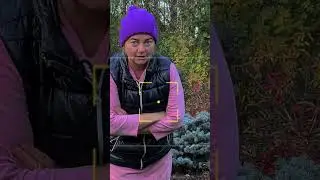 Посмотрите это видео, прежде чем посадить лук декоративный! С чем сочетать лук афлатунский?