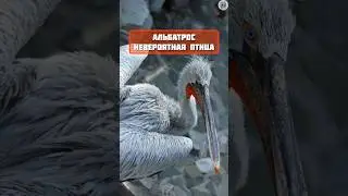 Альбатрос необычная птица / интересные факты #животные #топчик #факты #интересно