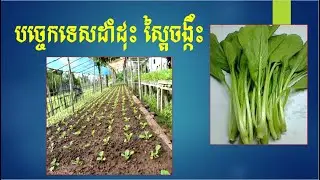 បច្ចេកទេសដាំដុះស្ពៃចង្កឹះ Choy sum growing techniques
