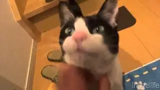 3 Gün Sonra Sahibini Gören Kedi