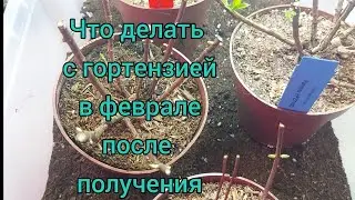 Что делать с растением после покупки? Паны и не только! Совет ,рекомендация🌱