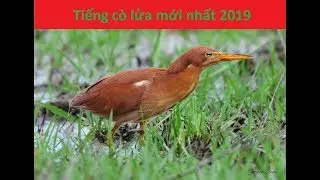 Tiếng cò lửa mp3 2019. Tiếng cò lửa mới nhất 2019 có link mp3 để ở dưới