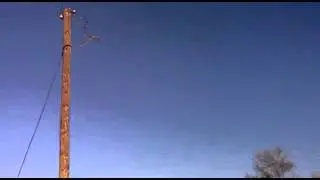 Тополь на проводе