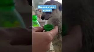 Как же она чмокает