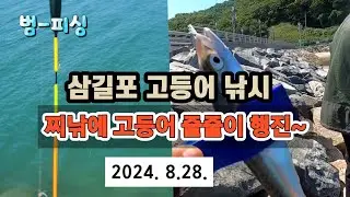 삼길포 고등어 낚시 찌낚시에 고등어 줄줄이 행진 이네요~^^