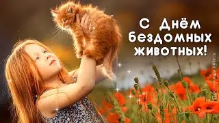 Всемирный день бездомных животных. Помогите беспризорным котам и собакам