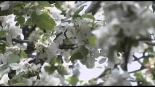 ДОЧЬ ПРИПЯТИ