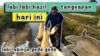 berburu labi labi part 2, dan ini hasilnya ?! #berburu #labilabi #reptiles