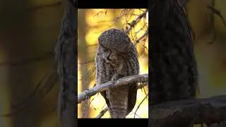 Autumn's just around the corner, about time to find some Great Gray Owls! #greatgrayowl #owl #nature
