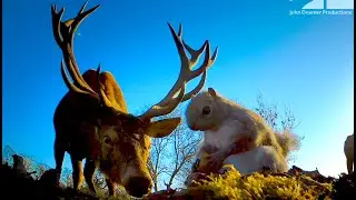 Robot Spy Squirrel Gets Caught In A Stag Fight...Will He Survive?
