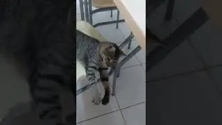 lovely cat 🐈 fighting | #cat #foryou #shorts