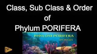 Phylum PORIFERA Classification | Objective biology