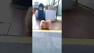 Omg! Perfect adorable pom! It's a walking doll!🐶❤️