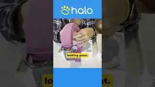 New Halo Collar 3 Special Unboxing Edition by @KarmaDogSpeak