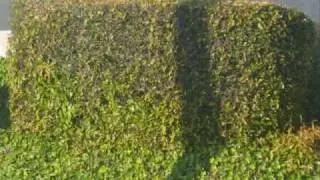 Illusion?!?!??!?!?!