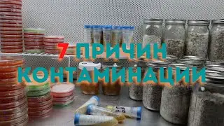 7 Causes of Contamination in Mycology