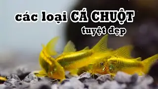 Các loại Cá Chuột đẹp và cần thiết trong mỗi bể cá cảnh 