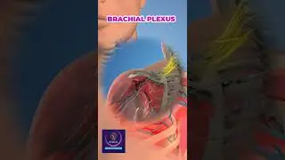 Main Nerves of the Brachial Plexus