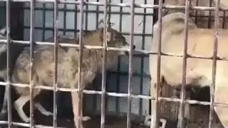 Wolf vs. Turkish Kangal