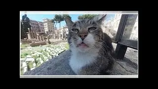 Пушистый Корлеоне: кот стал звездой, попав в Google Maps