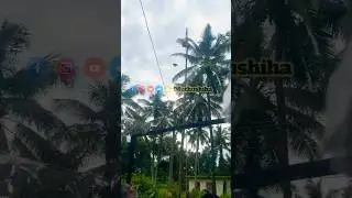 ദേശീയ പതാക കൊത്തി അഴിക്കുന്ന കാക്ക സത്യാവസ്ഥ എന്ത്? #2024