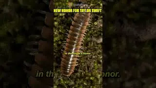 New Honor For Taylor Swift