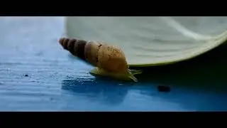 Macro Video | Snail Macro | Mobile Photography 