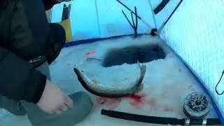 рыбалка на амуре 3.12.23
