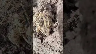 Ящерка и жаба ( лягушка) уходят в подземелье.