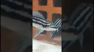 Юлидохромис