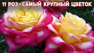 ТОП 11. Розы с самым крупным цветком 15-18 см,  цветут все лето без перерыва.