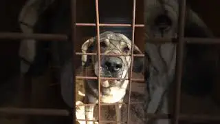 Хорошенькая альфа    