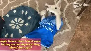 Yellow lab puppy wearing a soccer jersey (part 2)