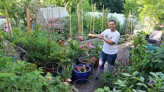 Beautiful NY Backyard Garden Tour // Early June 2024 | Chris's Garden
