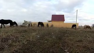 зов природы кони реагируют на варган(хомус)#ДонДимон