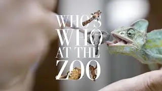Who's Who at the Zoo | Veiled Chameleon