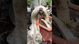 duối gl cả nhà LH 0366169369 zalo