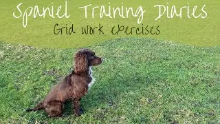 Gundog Training - General training session using a grid set up